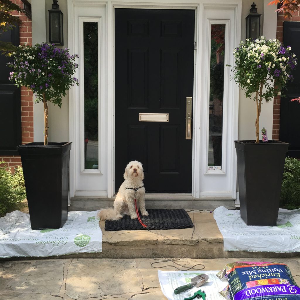 Easy garden pots, purple garden pots, large planters, garden planters, summer pots, summer planters, sunshine planters, sunshine pots, gardening, front door pots