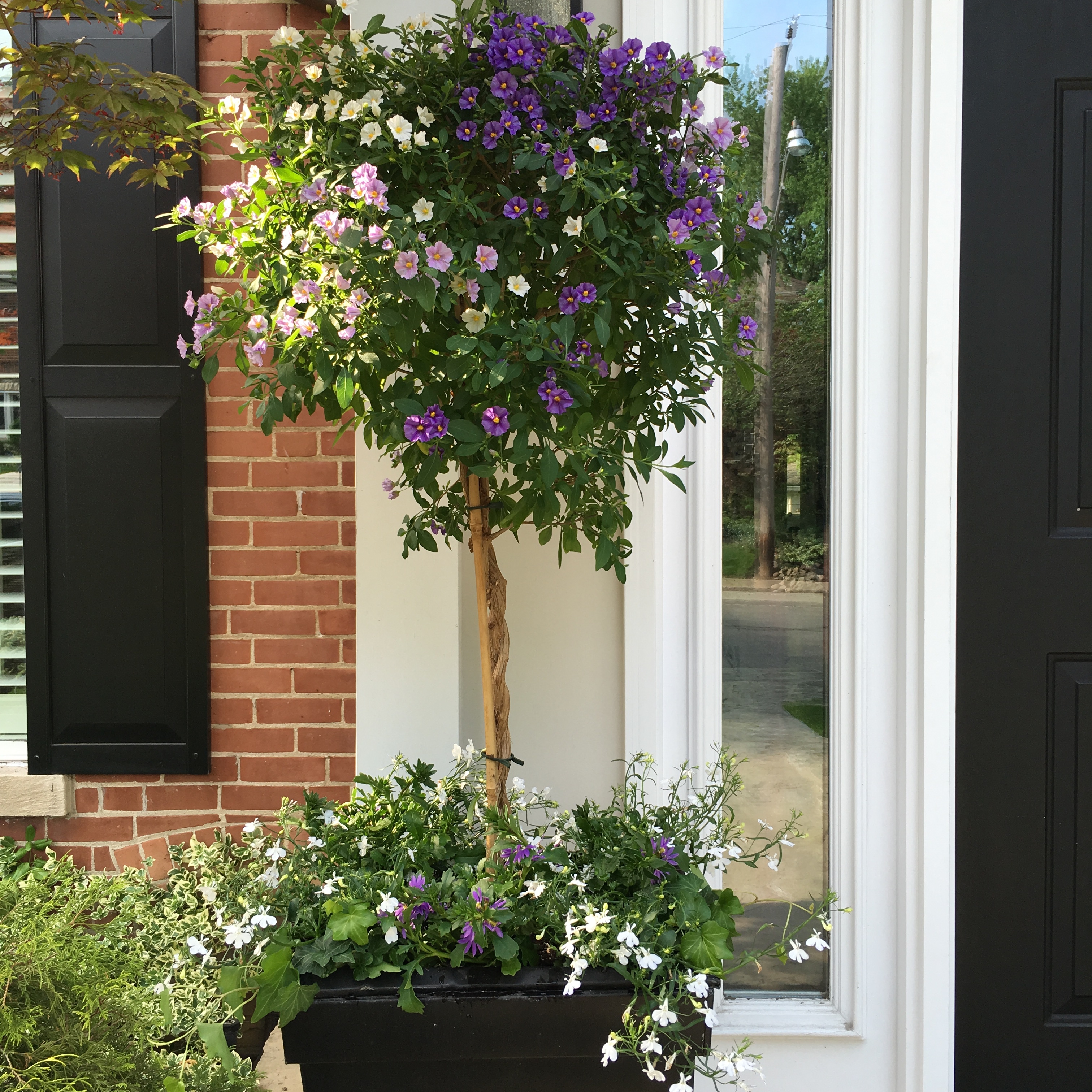 Easy garden pots, purple garden pots, large planters, garden planters, summer pots, summer planters, sunshine planters, sunshine pots, gardening, front door pots