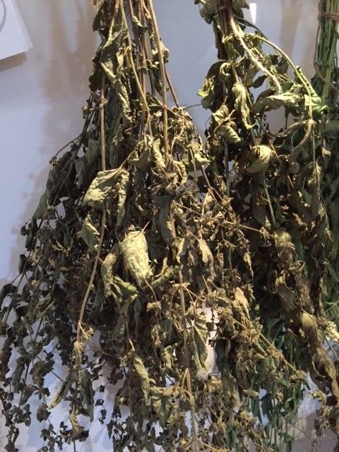 medicinal plants, herbal medicine, drying lemon balm
