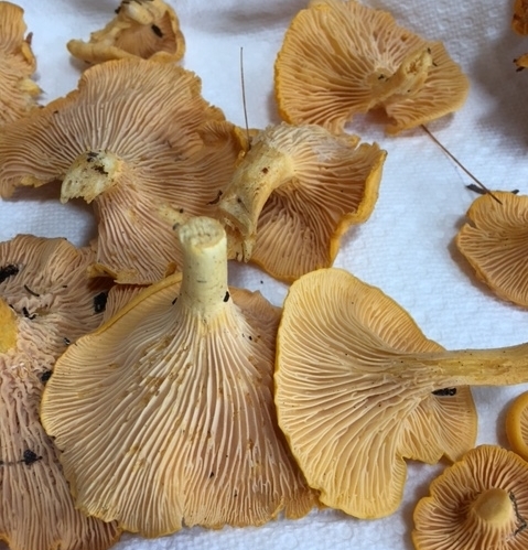 chanterelles, mushroom gills