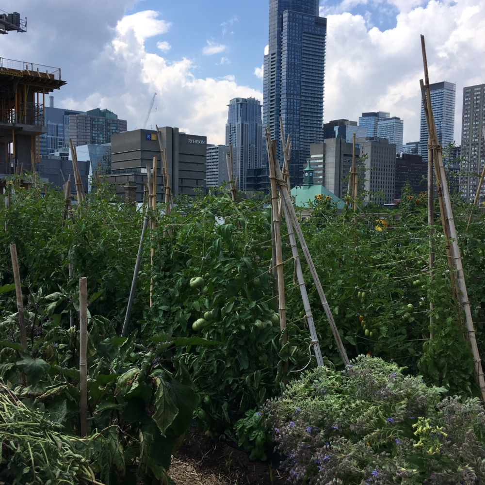 Vegetables, self-watering planters, DIY, rooftop gardening