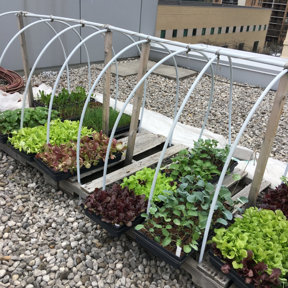 Vegetables, self-watering planters, DIY, gardening