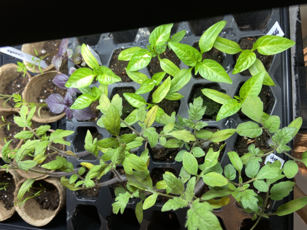 transplanting seedlings, vegetable gardening, garden