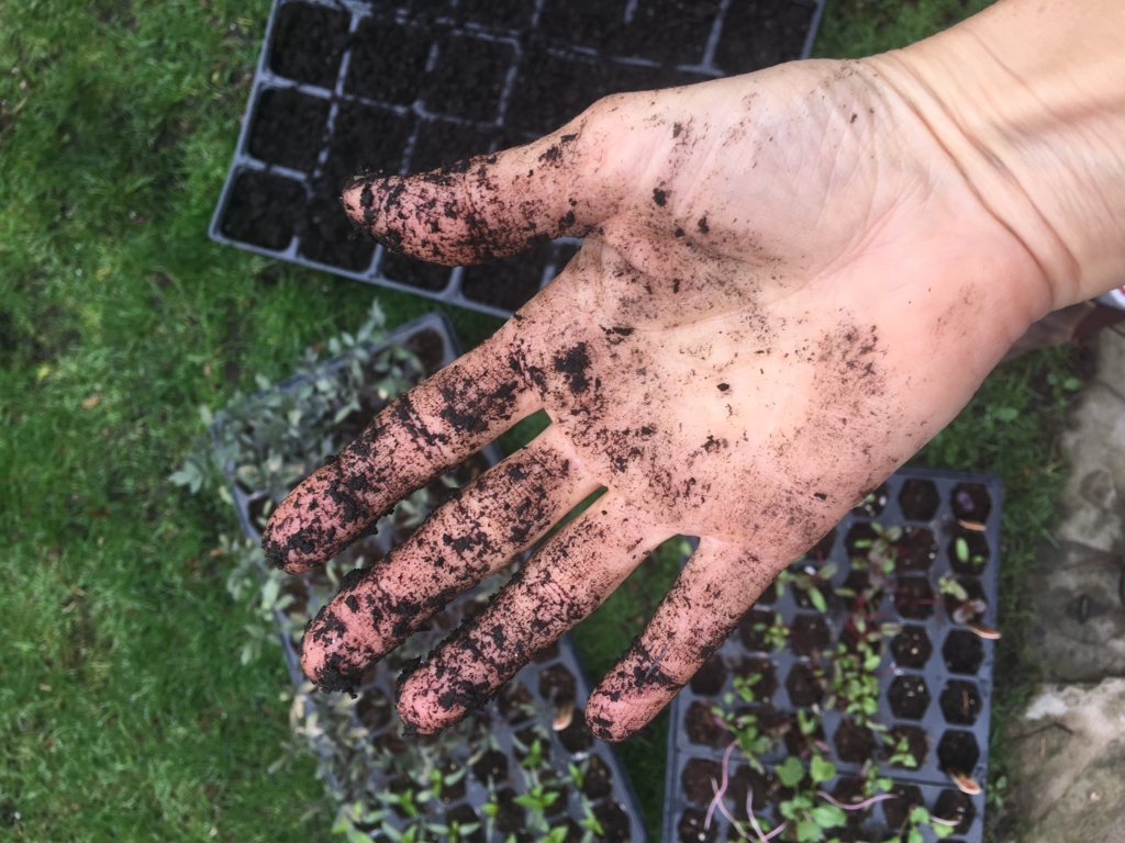 transplanting black walnut seedlings