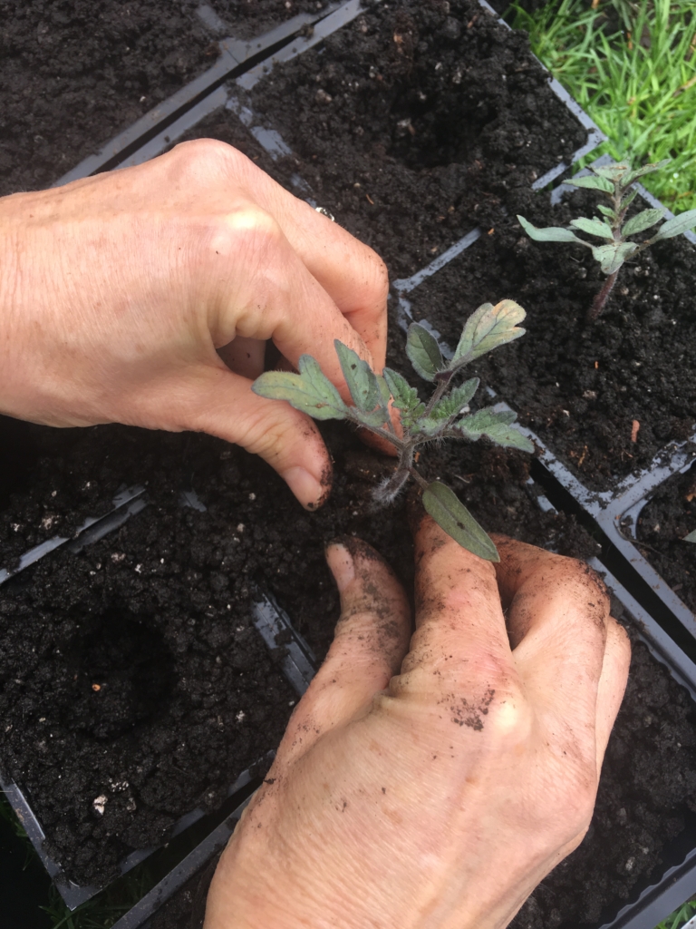 transplant thinned carrot seedlings